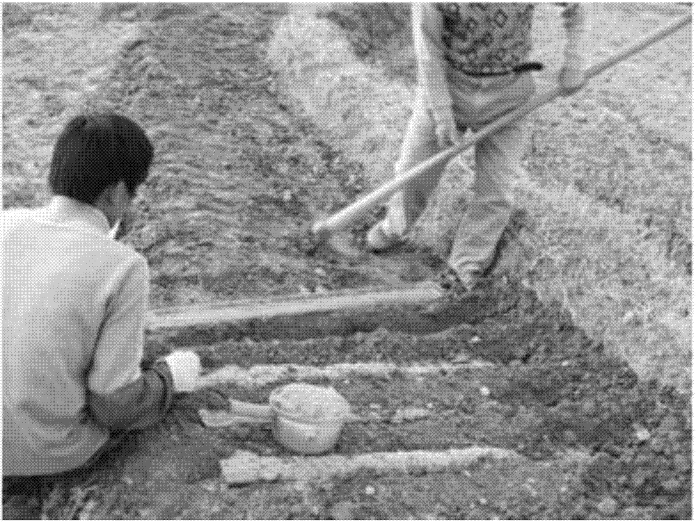 Half-pipe culture method for yams