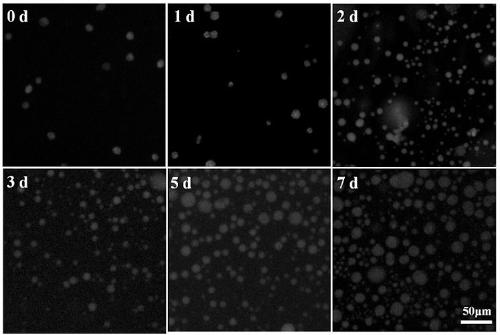 PEG type thermosensitive hydrogel three-dimensional cell scaffold as well as preparation method and application thereof