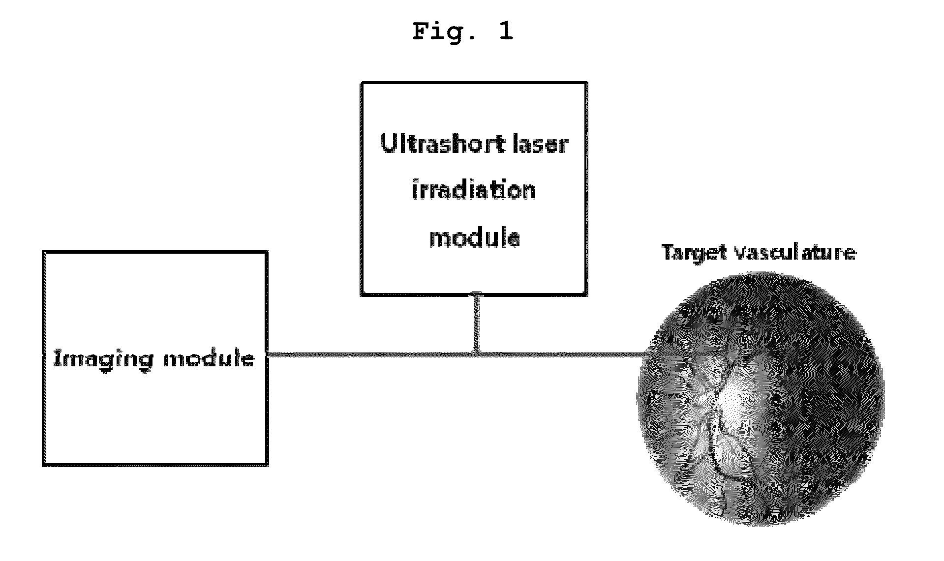 Modulator of vascular permeability using pulsed laser and method for modulating vascular permeability using the same