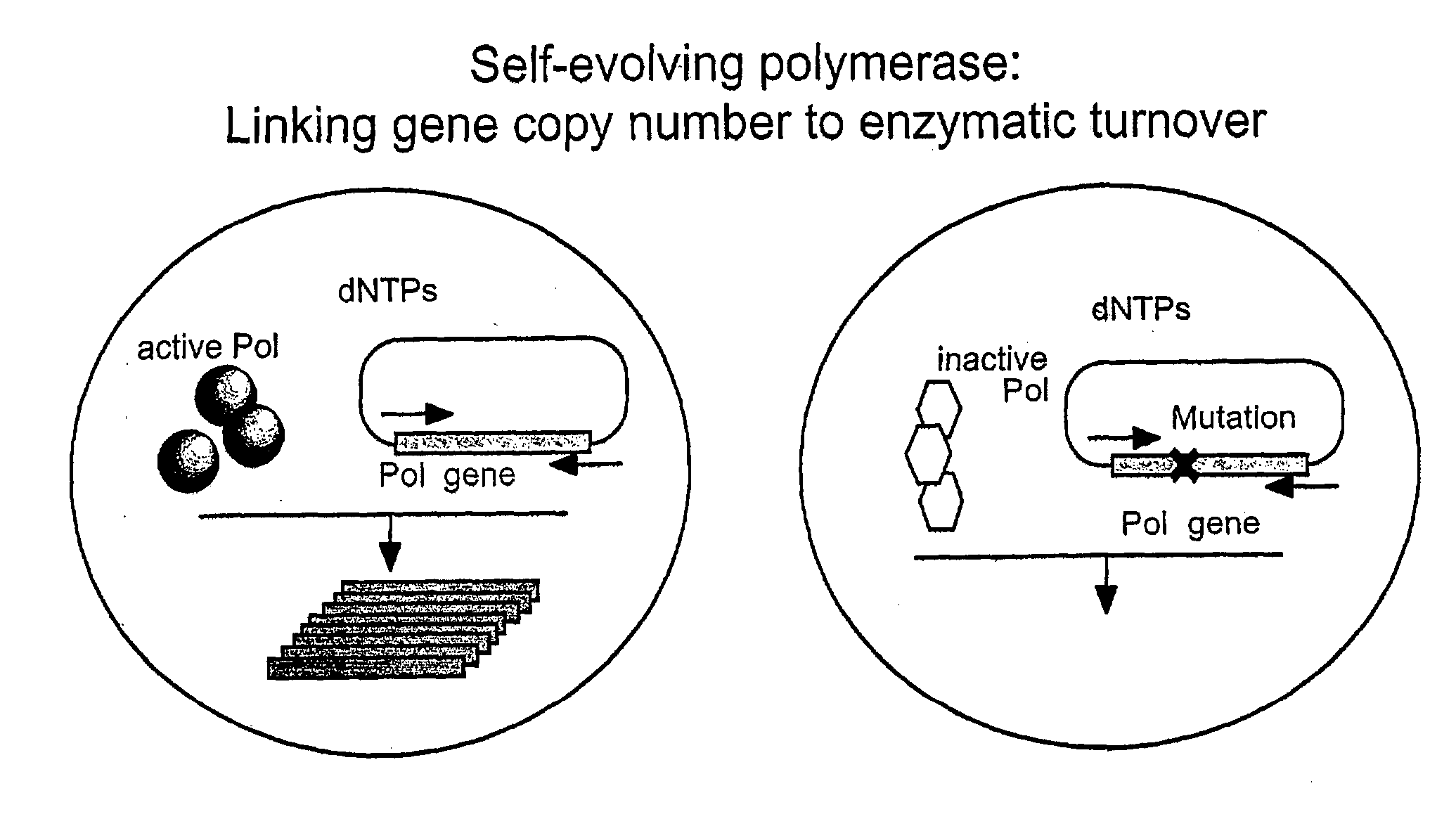 Directed evolution method