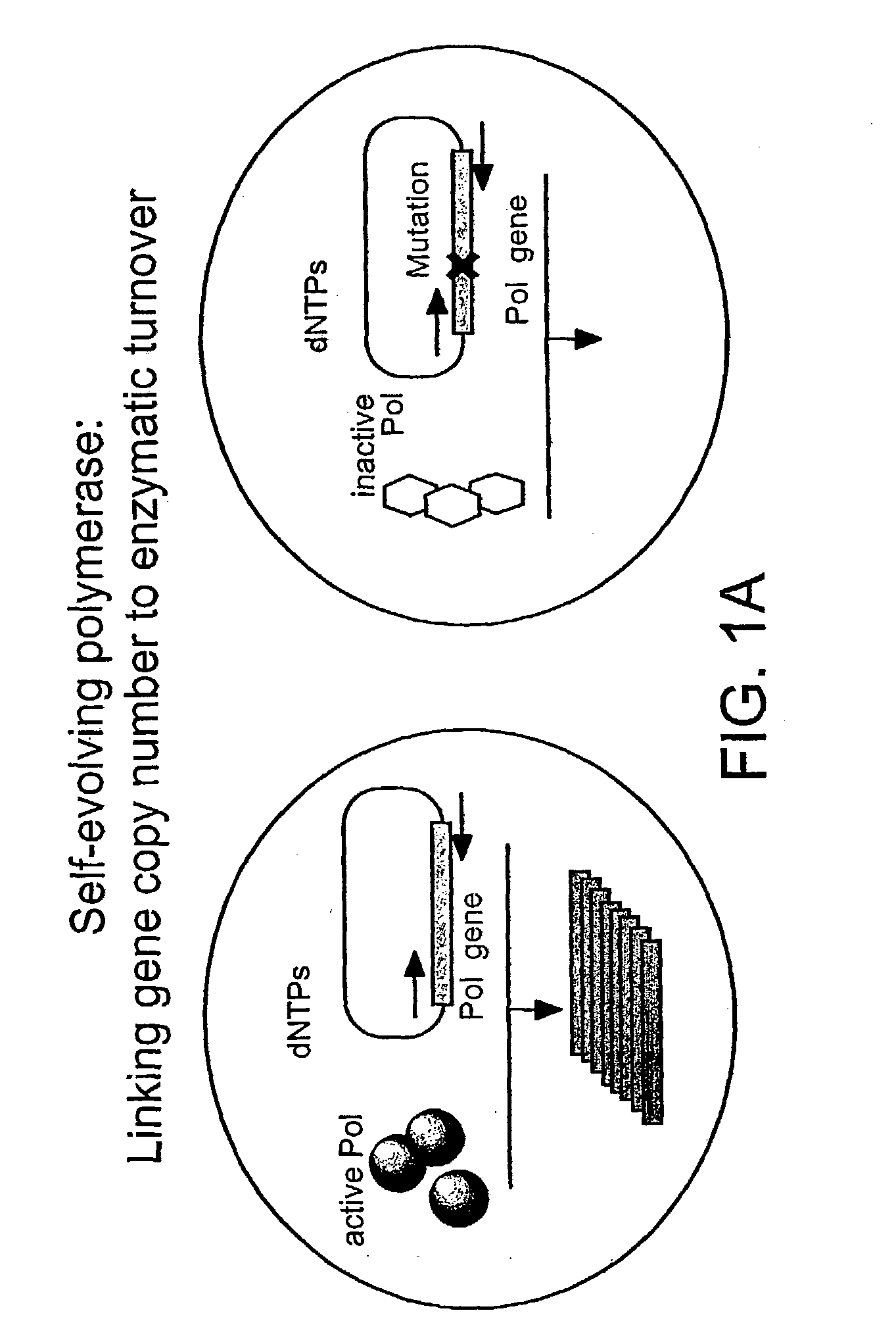 Directed evolution method