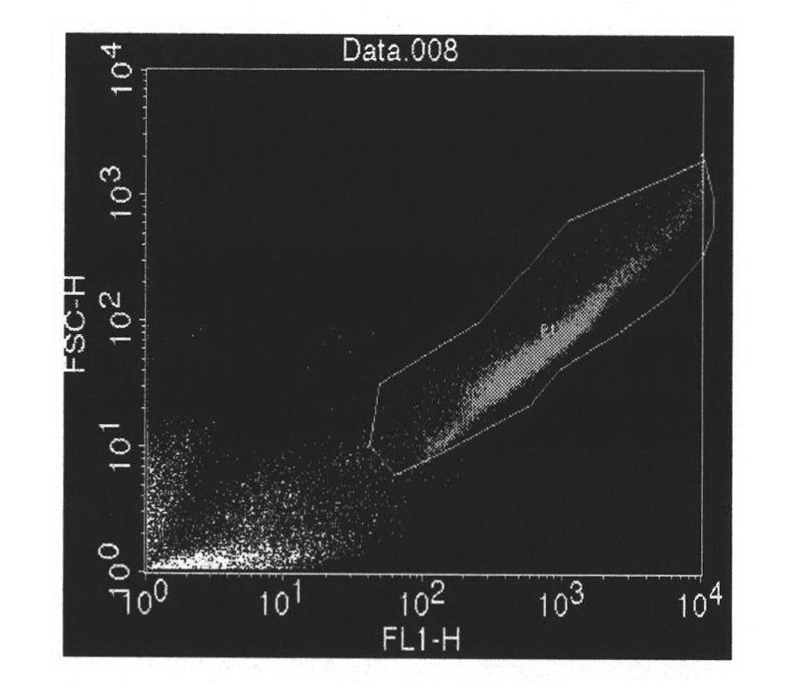 Flow cytometric detection method of coelomocyte phagocytic activity of Apostichopus japonicus