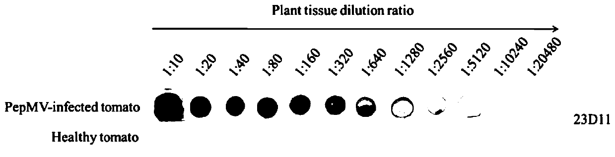 Hybridoma cell strain capable of secreting anti-Pepino mosaic virus monoclonal antibody, and application of monoclonal antibody