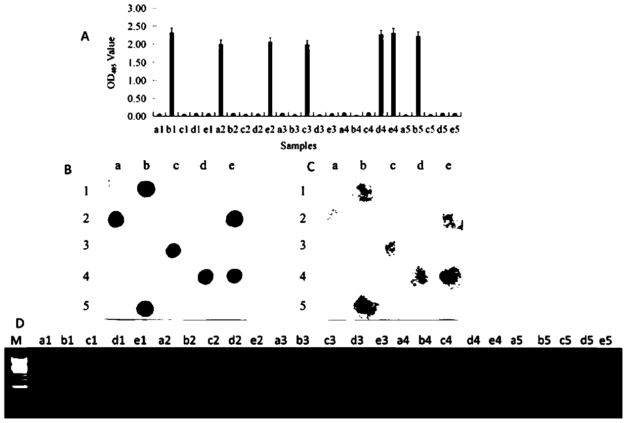 Hybridoma cell strain capable of secreting anti-Pepino mosaic virus monoclonal antibody, and application of monoclonal antibody