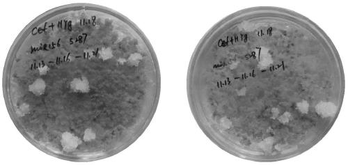 A kind of genetic transformation method of larch embryogenic cells