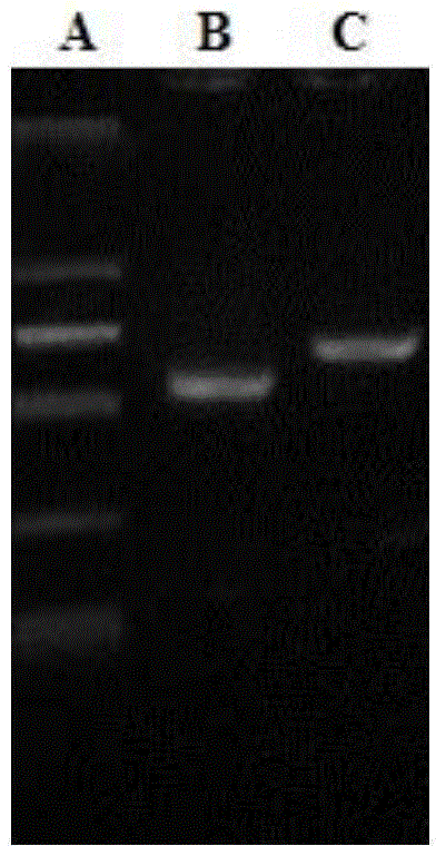 Method for preparing chimeric monoclonal antibody capable of neutralizing EV71 (enterovirus 71)