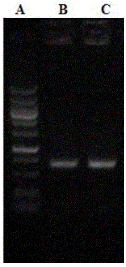 Method for preparing chimeric monoclonal antibody capable of neutralizing EV71 (enterovirus 71)