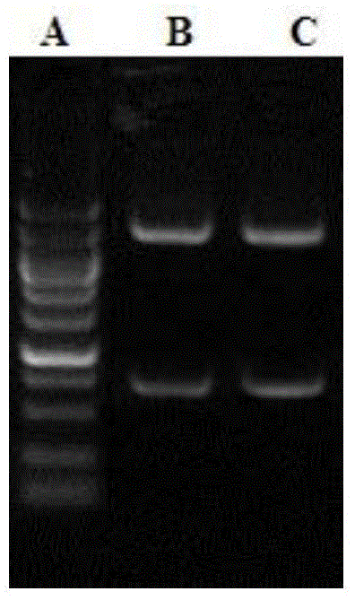 Method for preparing chimeric monoclonal antibody capable of neutralizing EV71 (enterovirus 71)