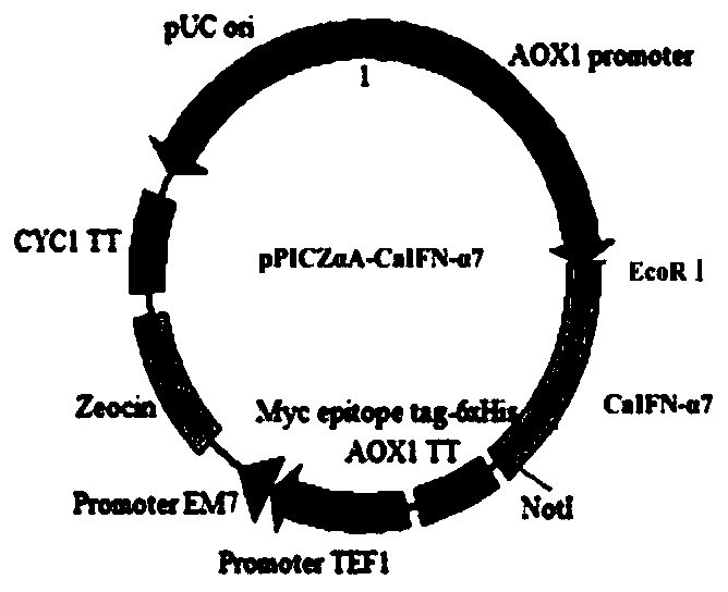 Canine recombinant interferon alpha7, and preparation method and application thereof