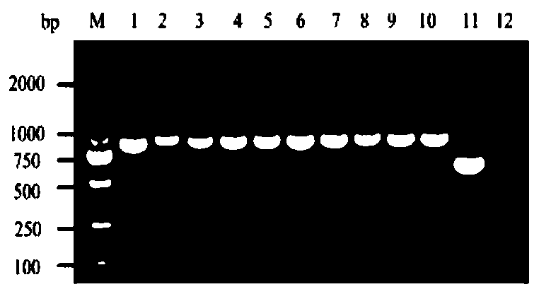 Canine recombinant interferon alpha7, and preparation method and application thereof