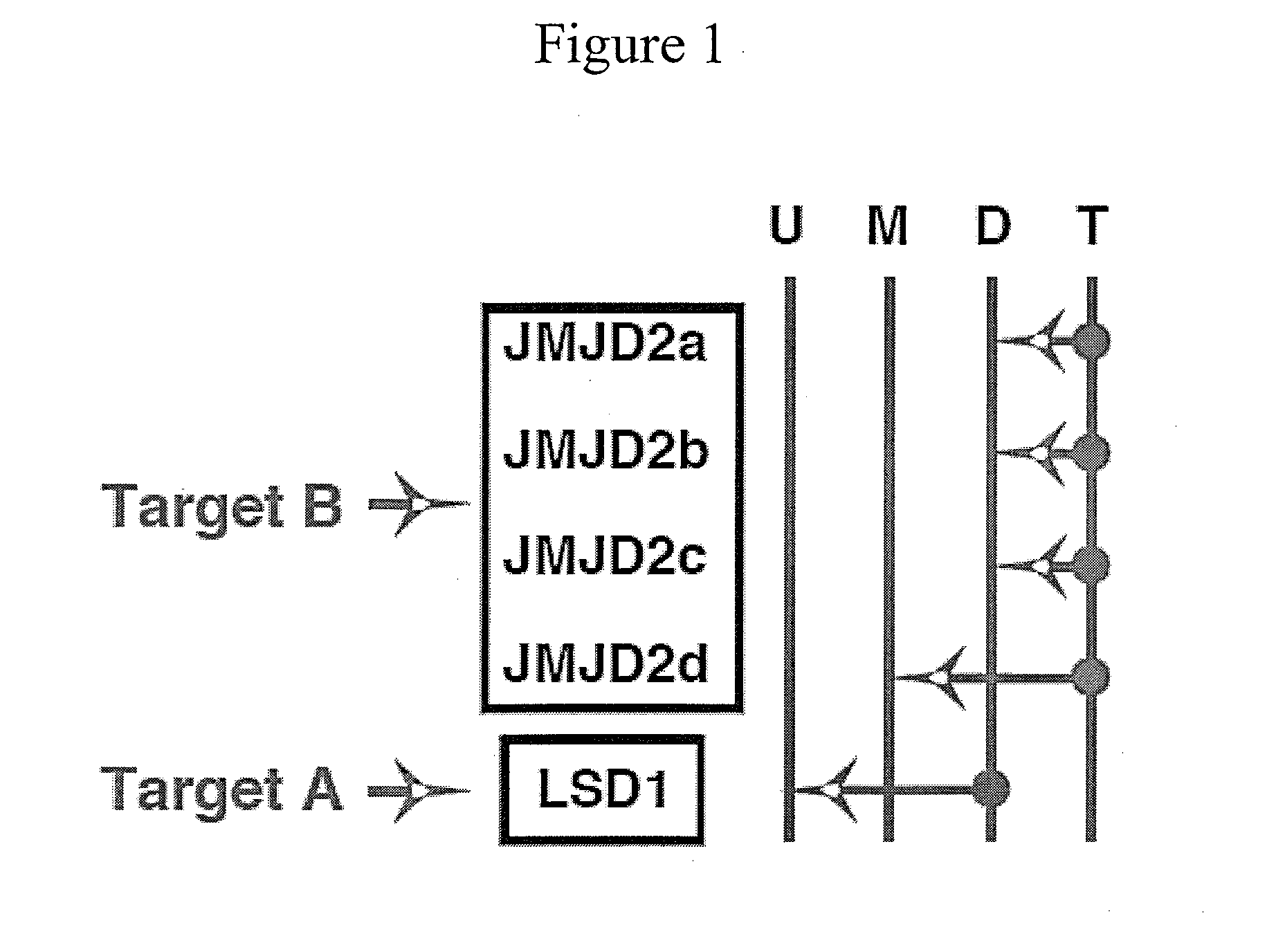 Method of preventing or treating viral infection