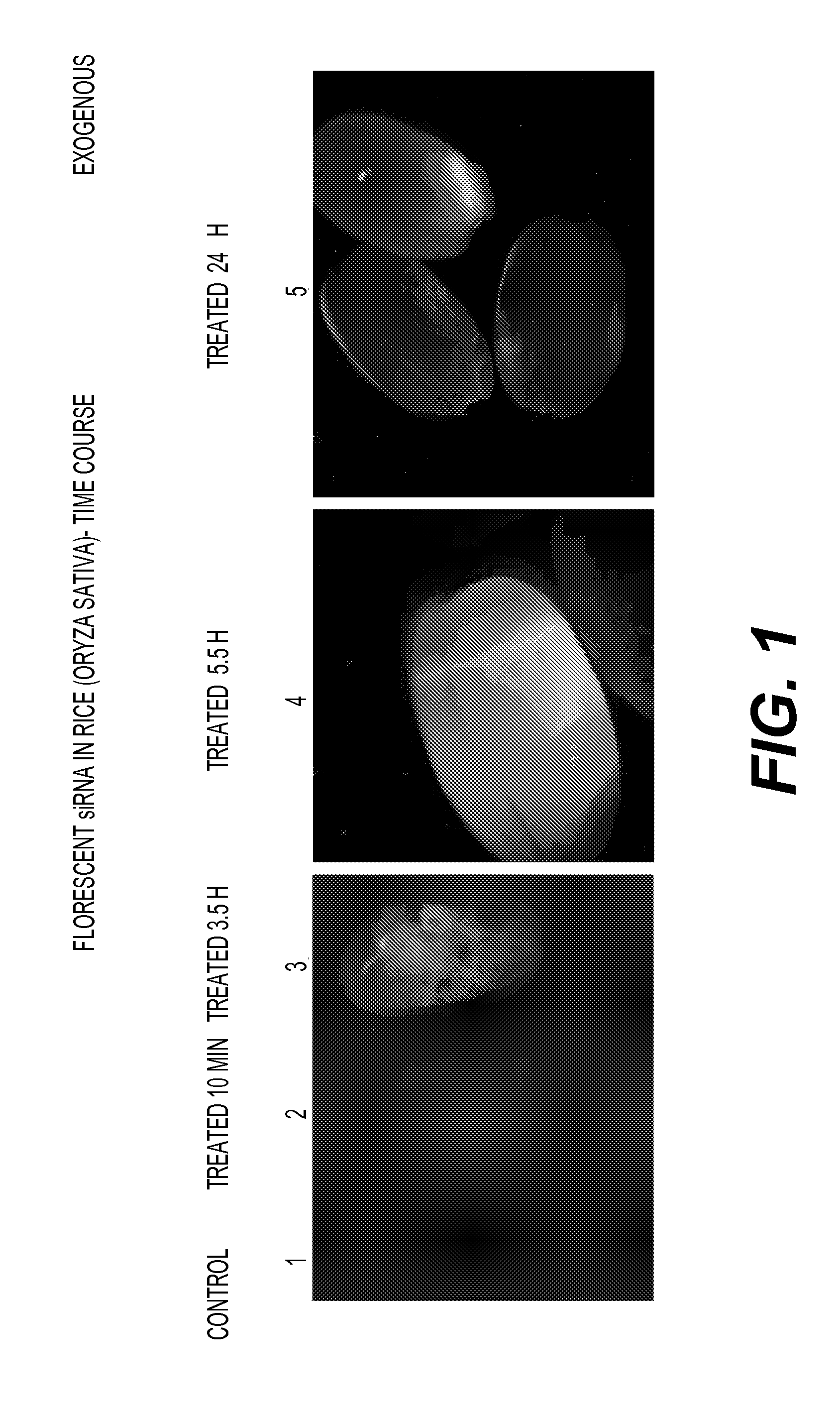 METHODS OF INTRODUCING dsRNA TO PLANT SEEDS FOR MODULATING GENE EXPRESSION