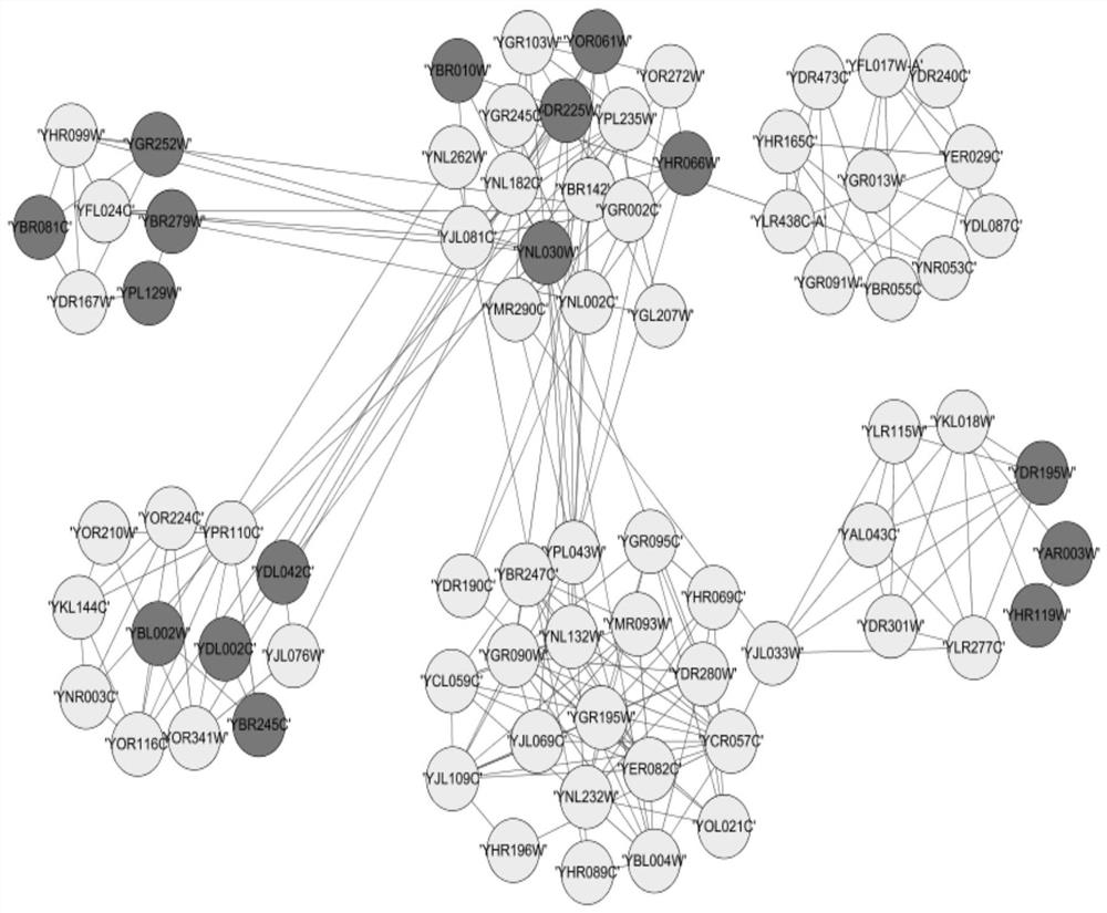 A method for identifying key proteins using a Drosophila optimization algorithm