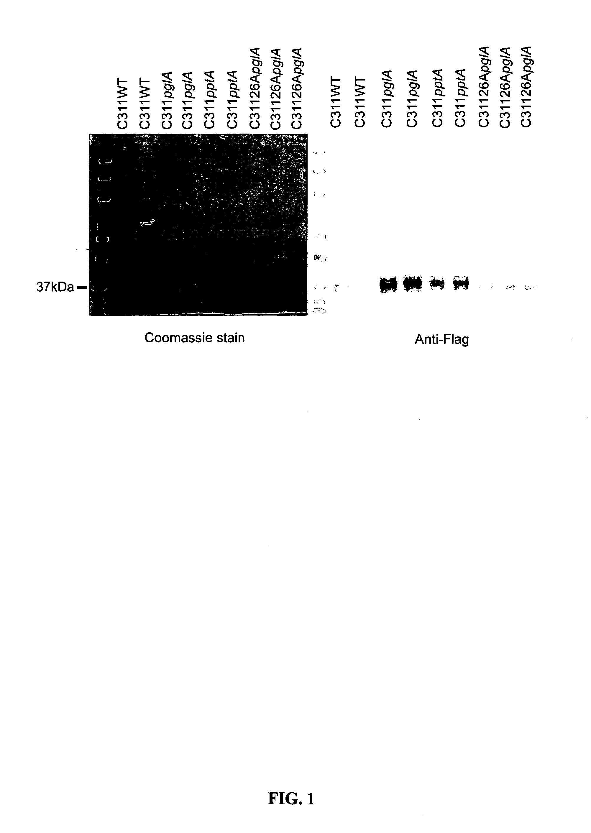 Mutant bacterial glycoproteins and uses thereof