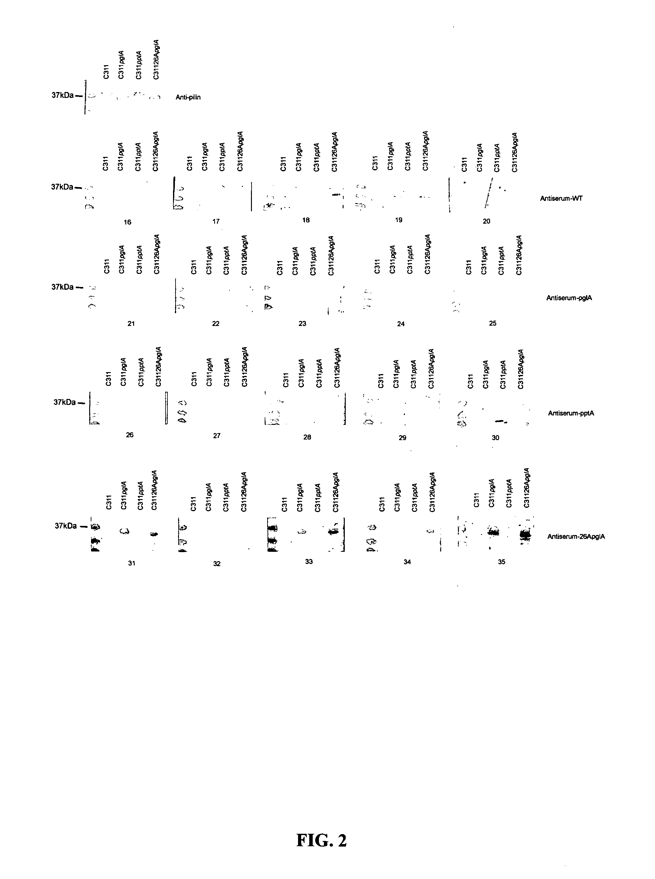 Mutant bacterial glycoproteins and uses thereof