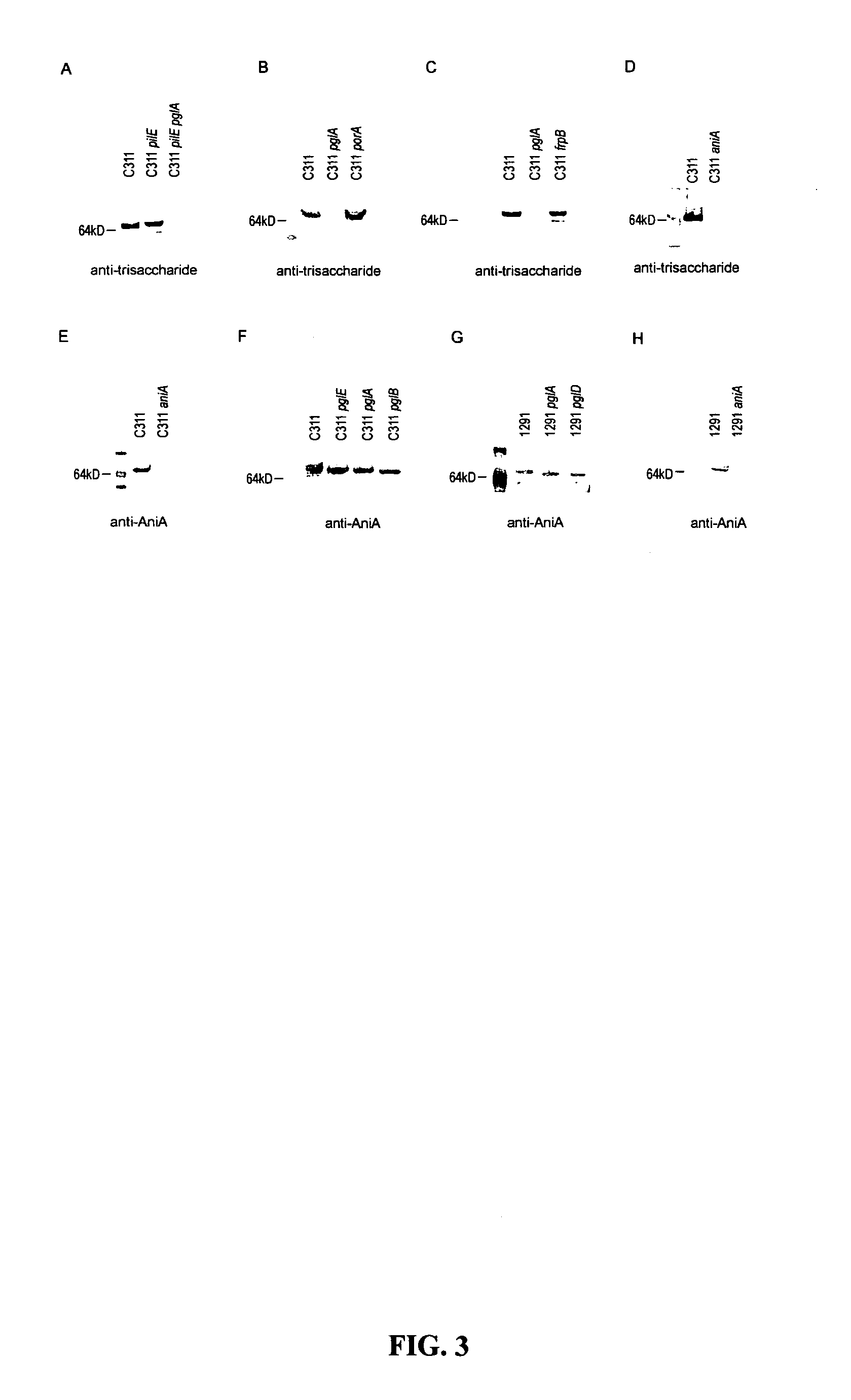 Mutant bacterial glycoproteins and uses thereof