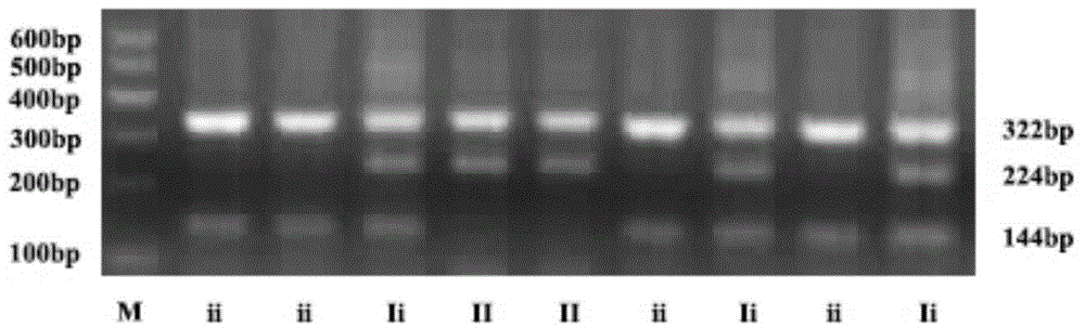 Breeding method of a blue-shank dominant white-feathered broiler strain