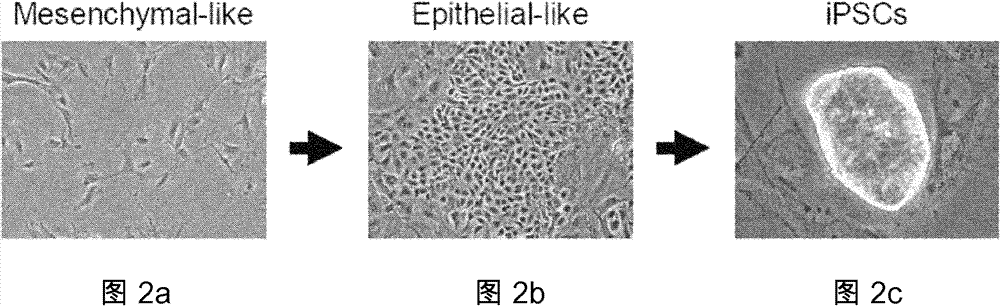 Method for applying miRNA clusters in changing cell fates