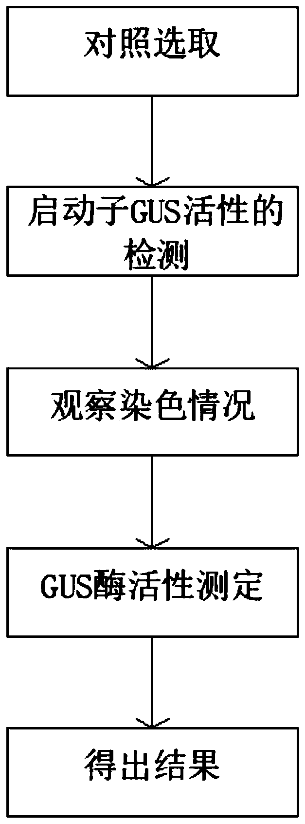 Screening method of banana water channel protein gene promoter core area