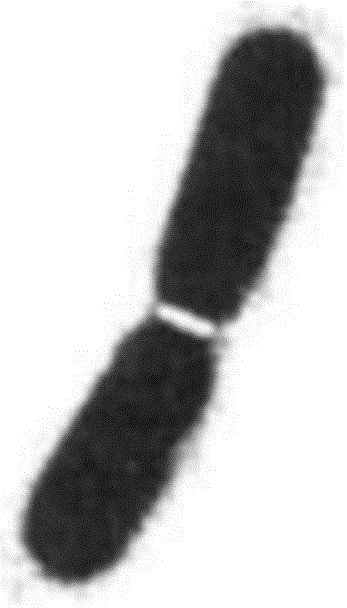 Novel thermophilic and salt-resistant strain capable of degrading raw oil and generating emulsifying agent and application thereof