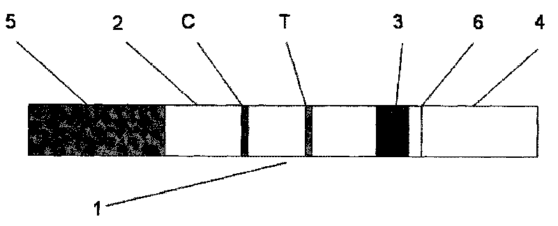 Magnetic immuno-chromatographic test paper strip for quantitatively detecting tumor associated antigen 125 in blood and preparation method thereof