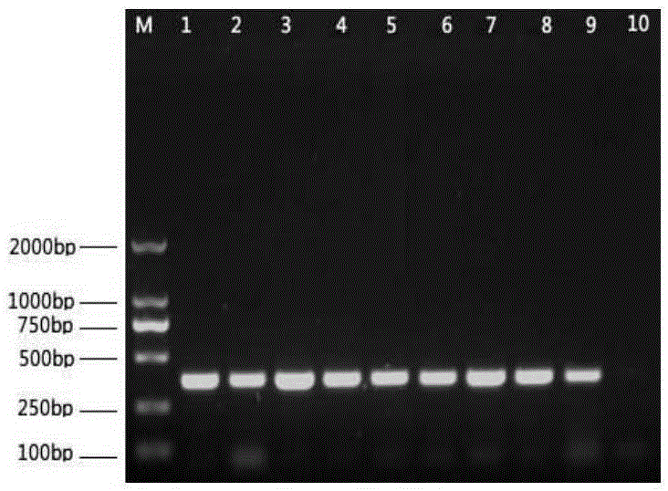 Herpesviridae strain