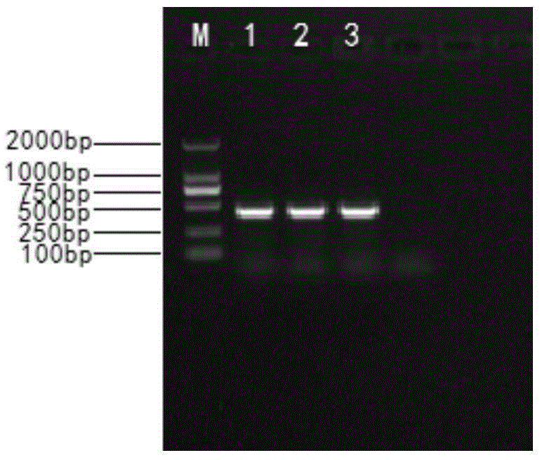 Herpesviridae strain