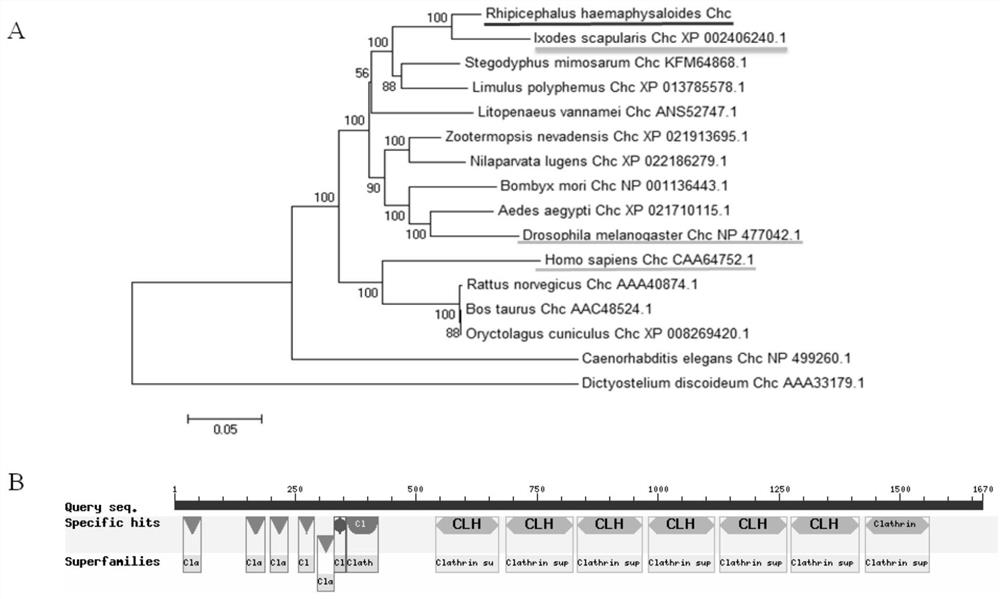 The clathrin heavy chain molecule of R. falciparum and its application