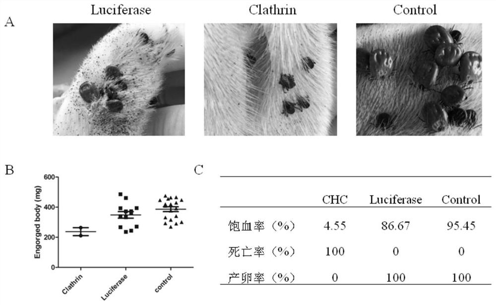 The clathrin heavy chain molecule of R. falciparum and its application