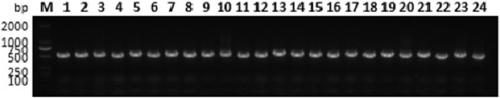 CD47 nanobody and application thereof