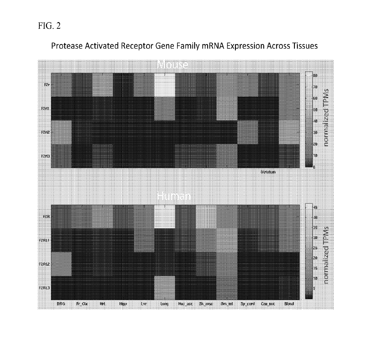 Par3 mimetic peptides and uses thereof