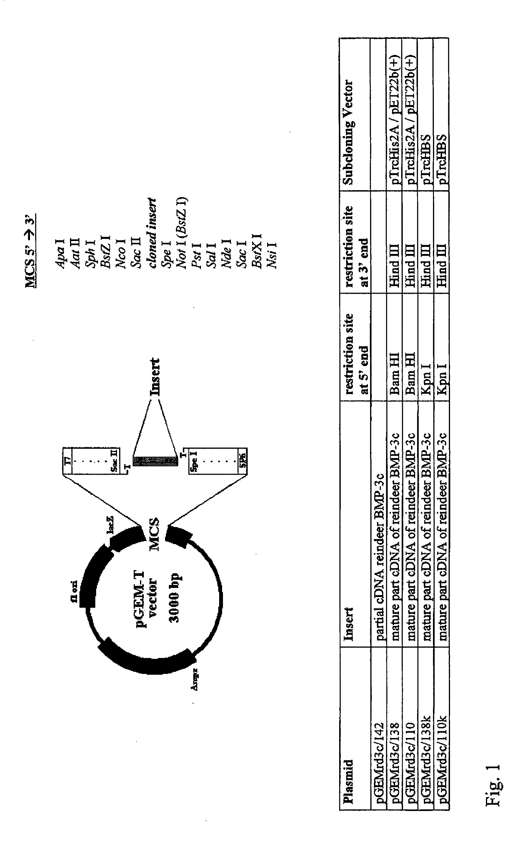 Bone morphogenetic protein 3 and osteogenic devices and pharmaceutical products containing thereof