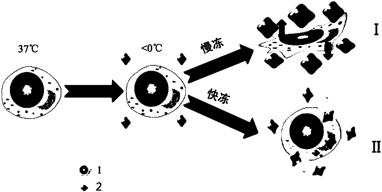 Cell cryopreservation protection composition, use of the composition and method for cell cryopreservation