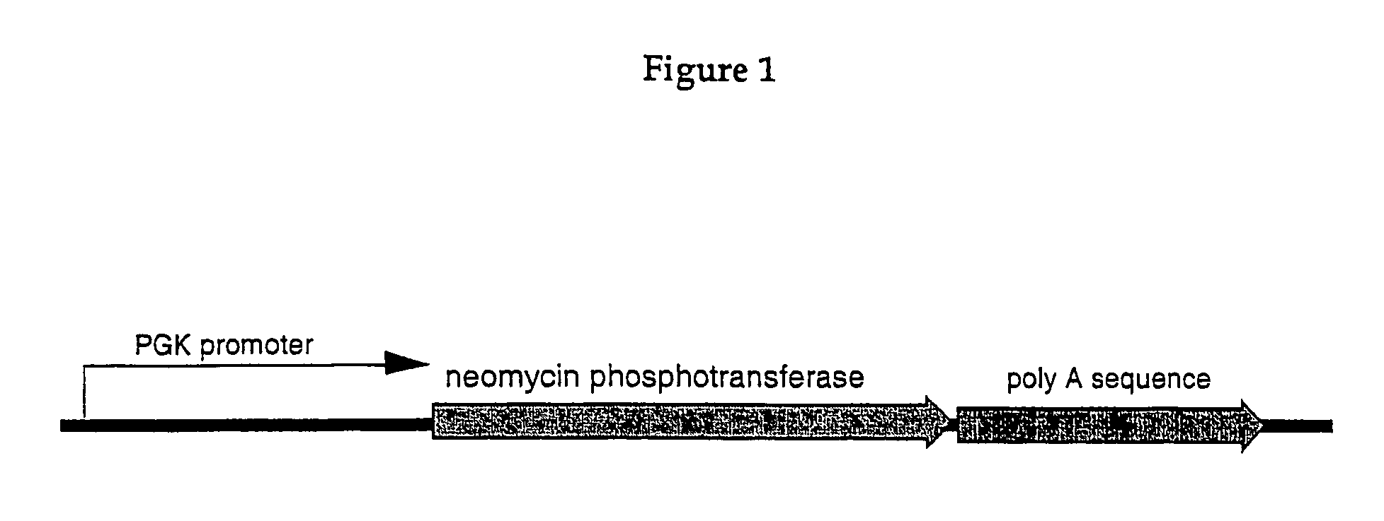 Method for targeting transcriptionally active loci