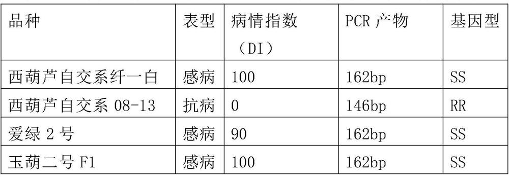 Molecular marker related to cucurbita pepo PRSV-W virus disease resistance and application of molecular marker