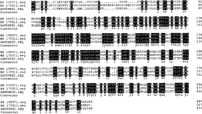 Plant stress tolerance related protein GmTPRPK1, encoding gene thereof, and application thereof