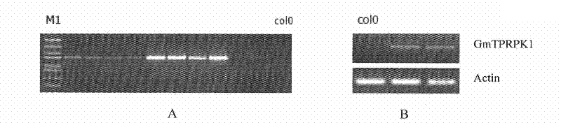 Plant stress tolerance related protein GmTPRPK1, encoding gene thereof, and application thereof