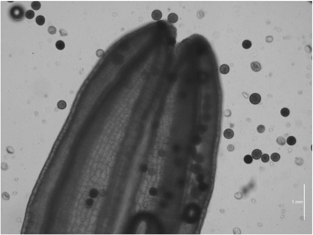 A plant pollen-specific promoter pchf32 and its application