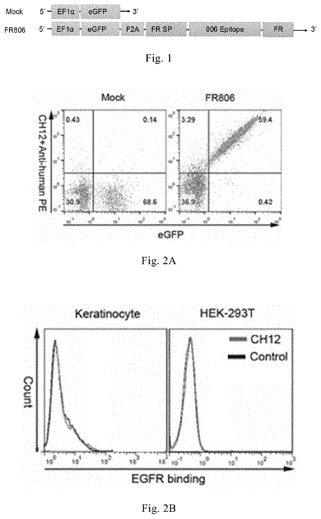 Fusion protein and applications thereof