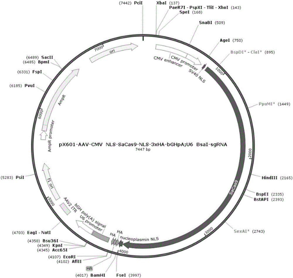 TCR&lt;-&gt;(T Cell Receptor)/PD-1&lt;-&gt; double-negative T cell and construction method thereof