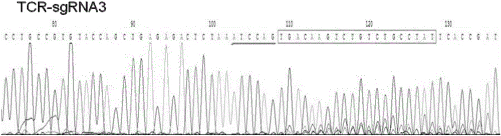 TCR&lt;-&gt;(T Cell Receptor)/PD-1&lt;-&gt; double-negative T cell and construction method thereof