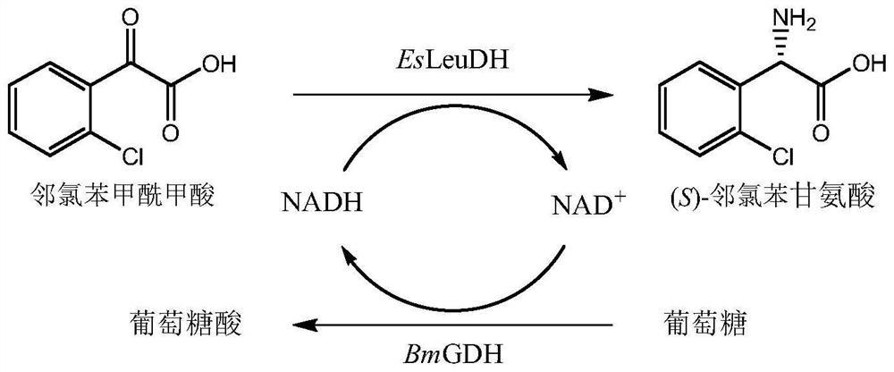 Leucine dehydrogenase mutant and application thereof in synthesis of (S)-2-chlorophenylglycine