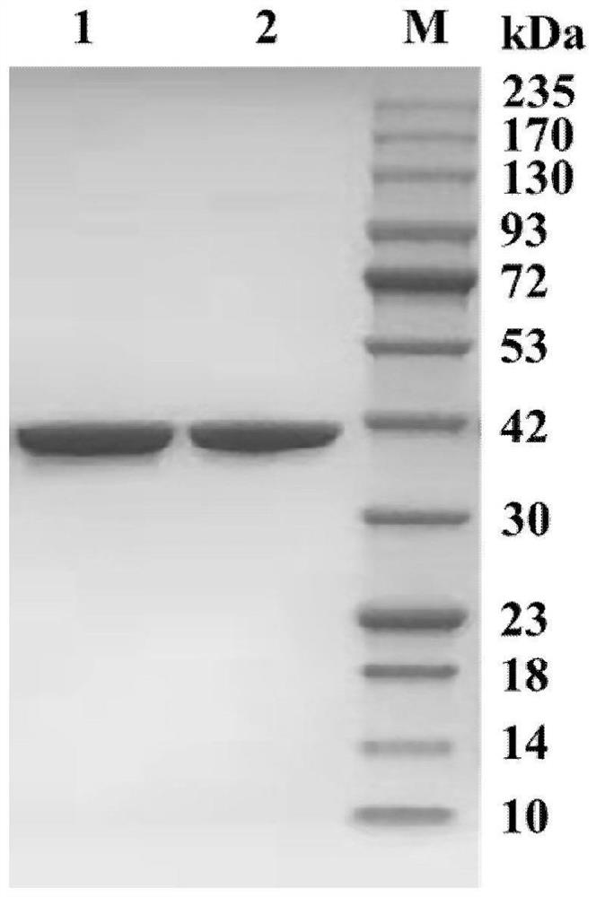 Leucine dehydrogenase mutant and application thereof in synthesis of (S)-2-chlorophenylglycine