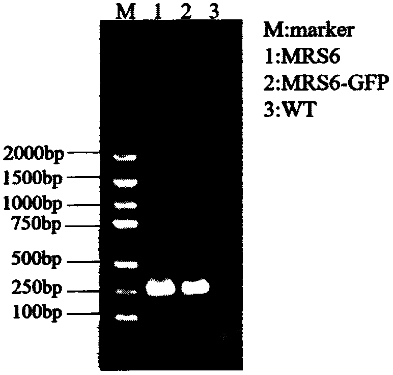 Use of gene MRS6 in improvement of tolerance of tobacco to heavy metal cadmium