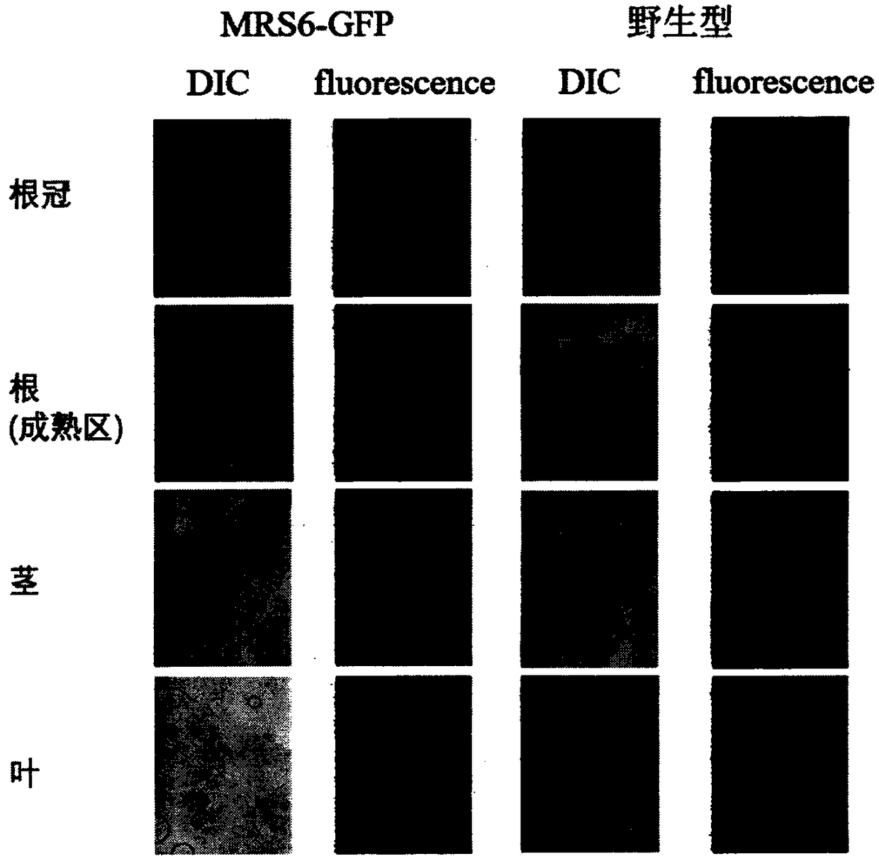 Use of gene MRS6 in improvement of tolerance of tobacco to heavy metal cadmium