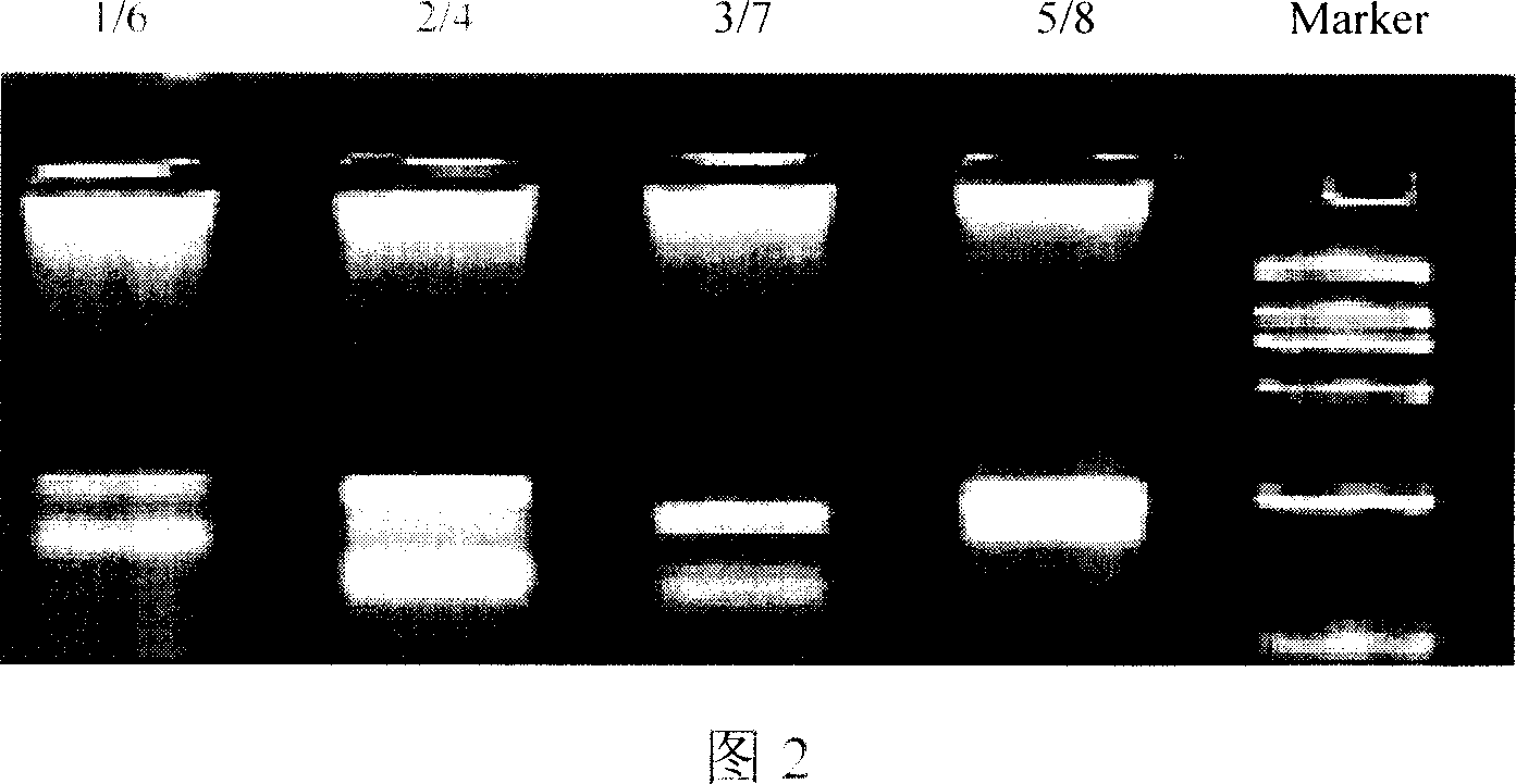 Oligonucleotide for detecting cytochrome P450 enzyme series mutation site and gene chip