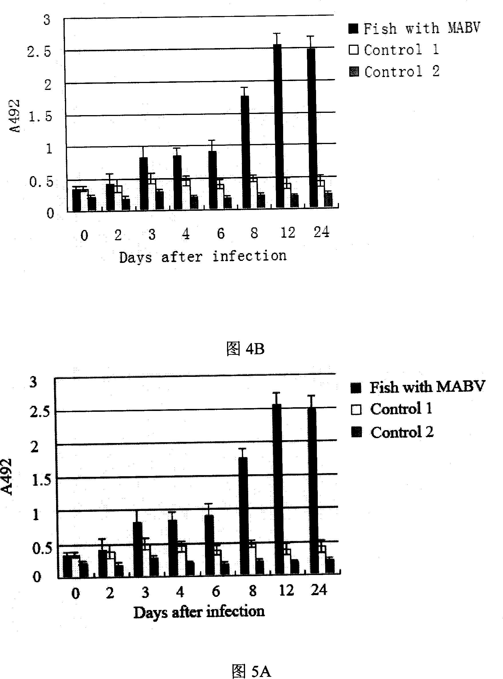 Method of preparing ocean double RNA virus MABV recombination albumen and application thereof