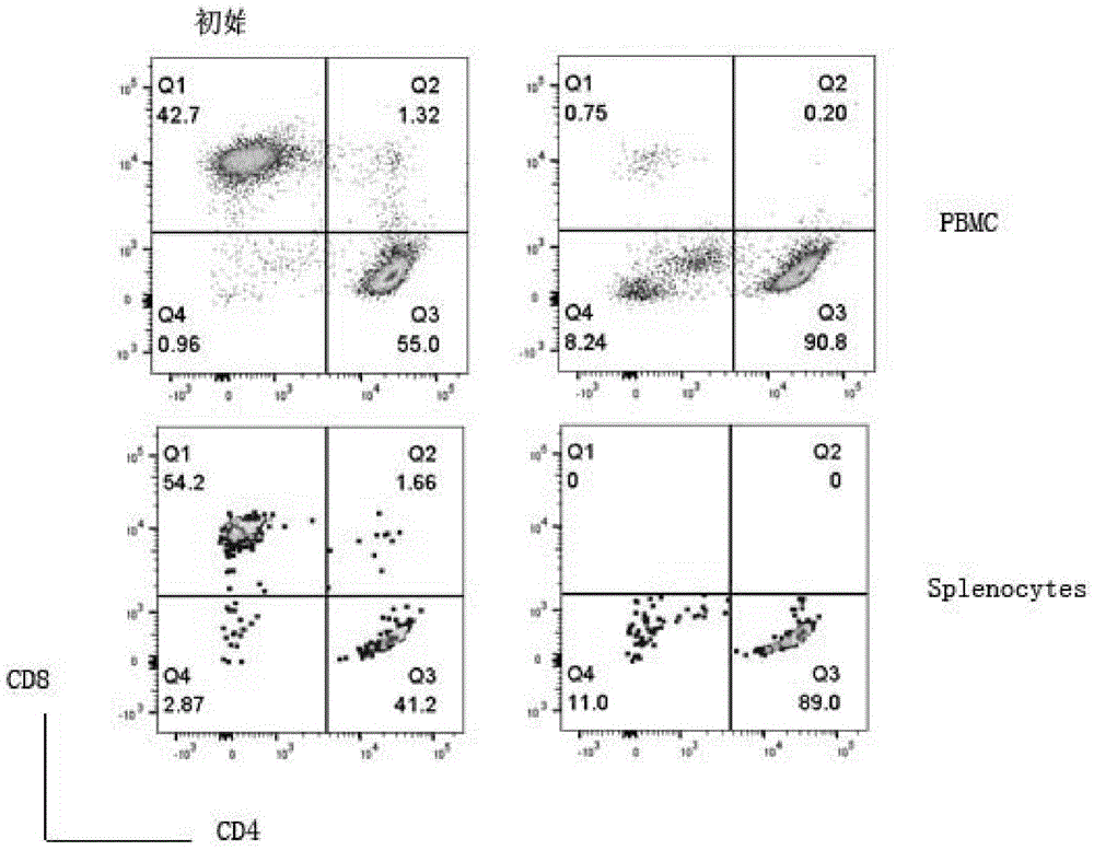 DN T cell transformation and multiplication method