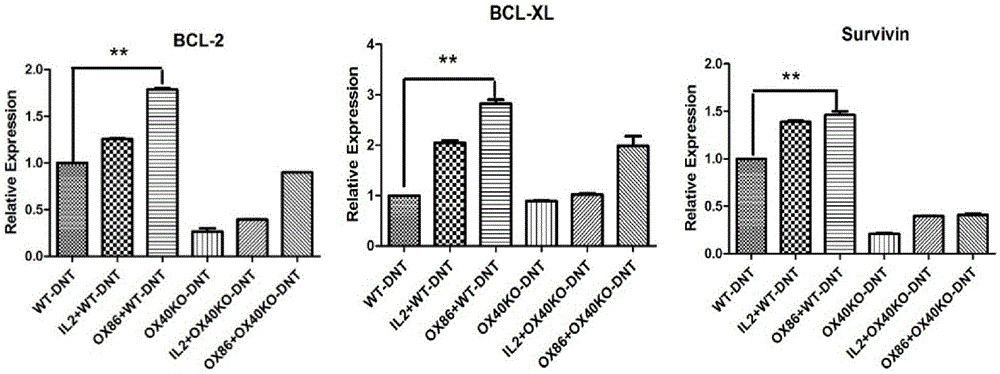 DN T cell transformation and multiplication method