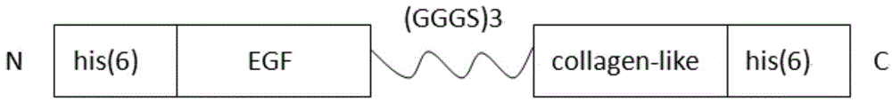 Recombinant human-like collagen protein-human cell growth factor fusion protein and preparation method and application thereof